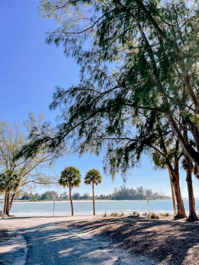 Wide bike path ending on Coquina Beach surrounded by pine trees on the right and palm trees straight ahead