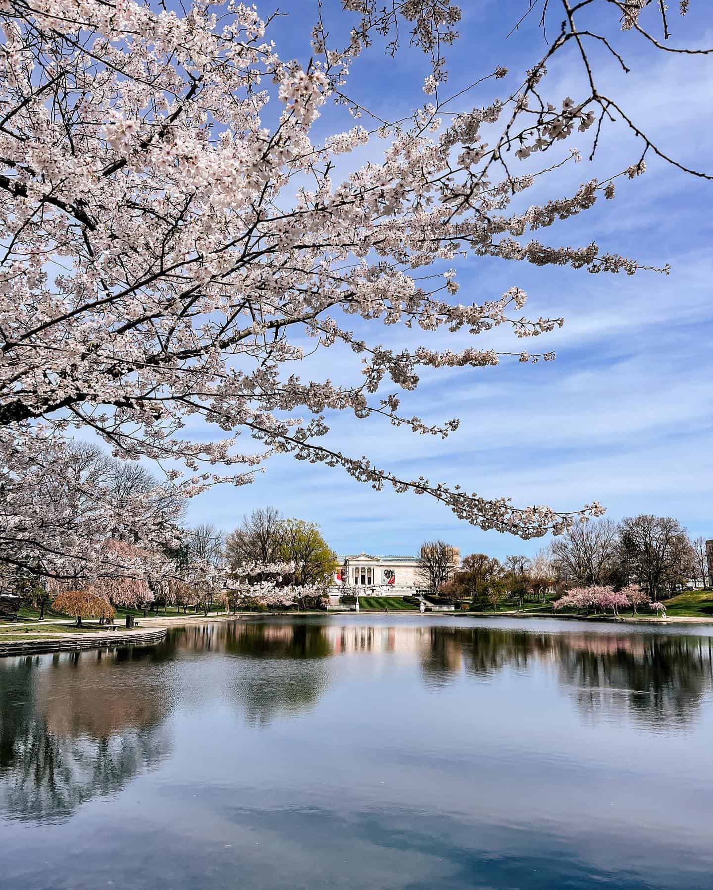 Spring blooms at Wade Lagoon + SUNSHINE IN CLE = the perfect morning! 🌸✨ #clevelandvibes 
#thisiscle #ohiofindithere #clevelandmuseumofart #wadelagoon #springinohio #cheryblossom #ohiofindithere #laurellovescle #cleveland #ohio