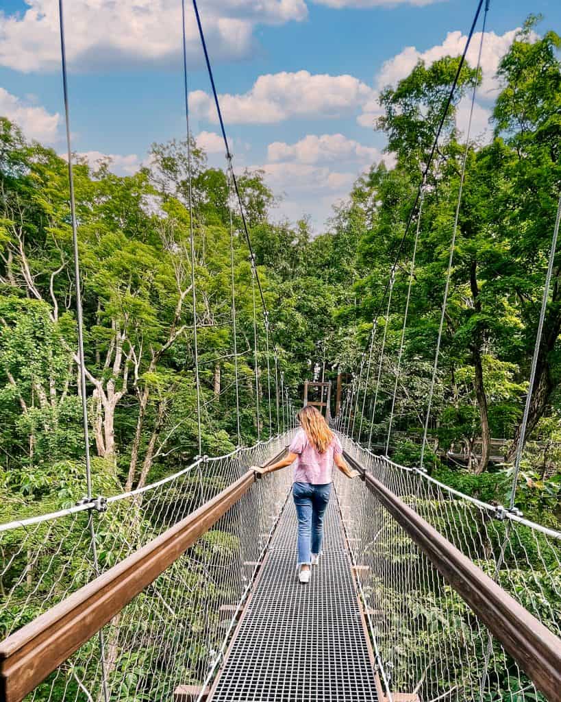 Holden Arboretum Murch Canopy Walk